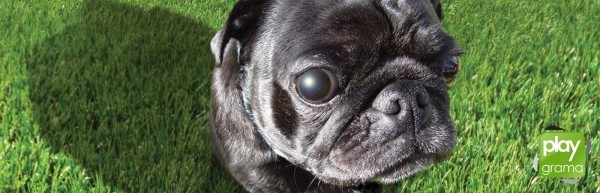 grama sintética para cachorro