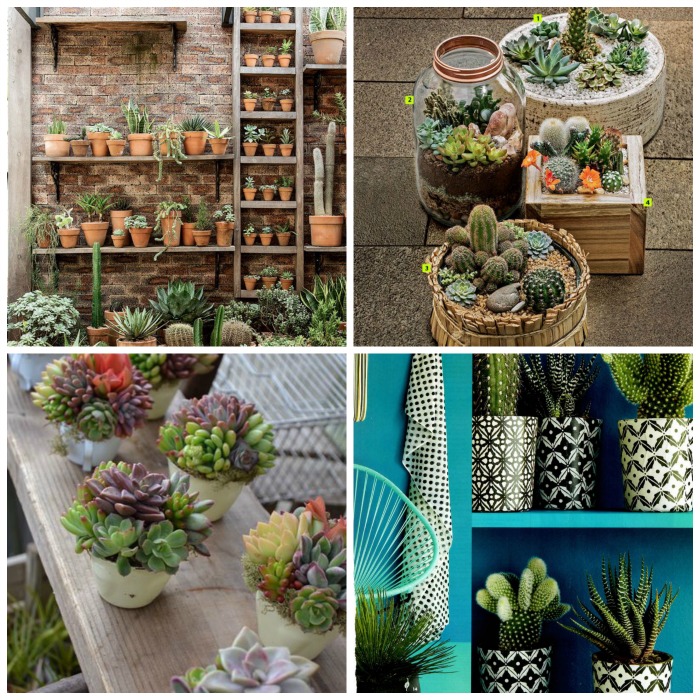 Jardim de Suculentas ideal para ambientes internos Jardim de Suculentas ideal para ambientes internos