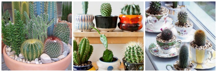 Jardim de Suculentas - cactos