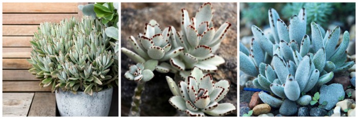 Jardim de Suculentas - orelha de gato