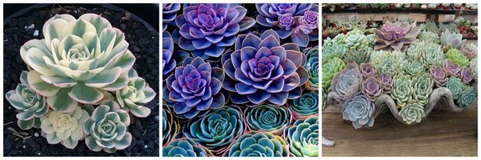 Jardim de Suculentas - Echevaria