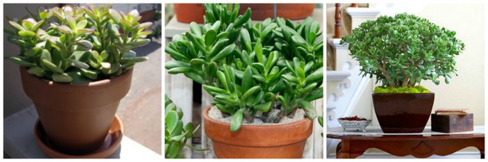 Jardim de Suculentas - planta de jade