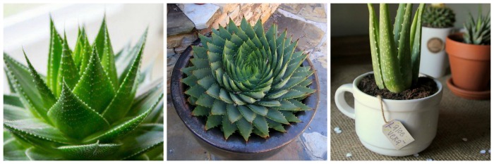 Jardim de Suculentas - Aloe Vera