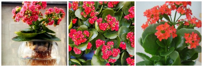 Jardim de Suculentas - flor da fortuna