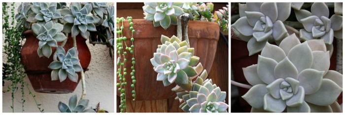 Jardim de Suculentas - planta fantasma