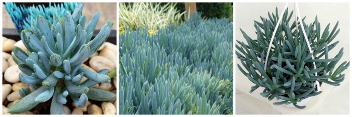 Jardim de Suculentas - senécio azul