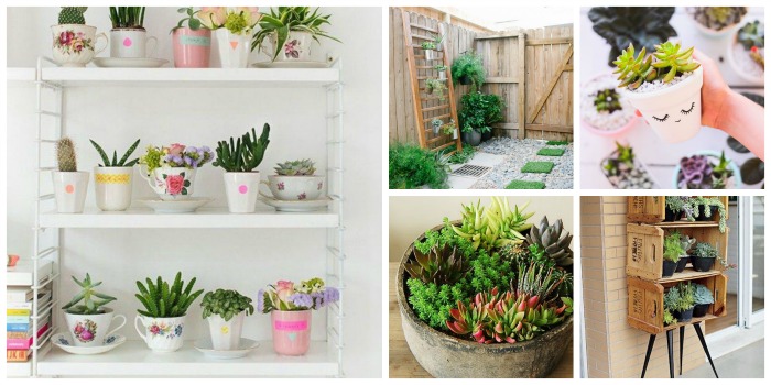 Jardim de Suculentas na decoração