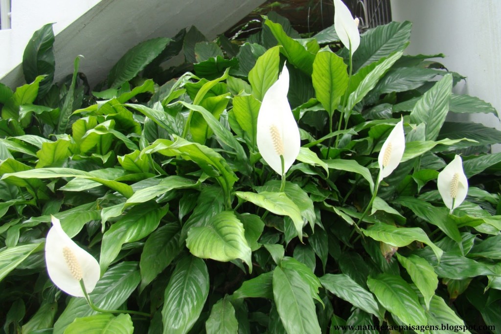 Fonte: Natureza e Paisagens