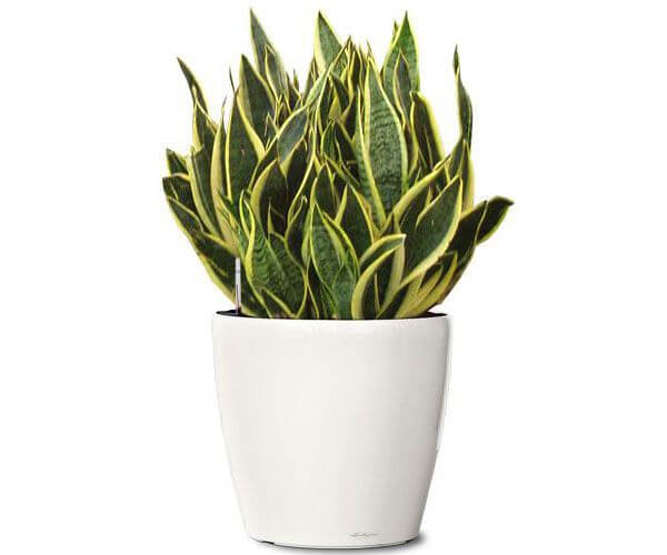 Planta Espada de São Jorge