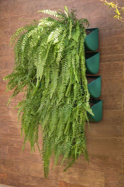 Planta Samambaia