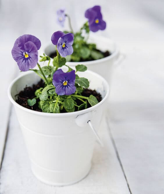 violeta no banheiro