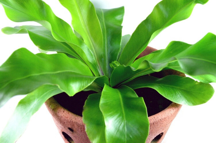 vazo de planta para banheiro
