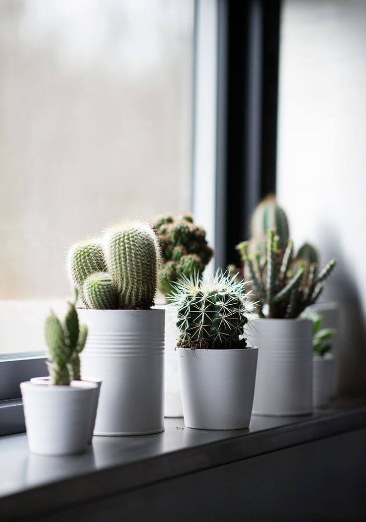cactus para banheiro