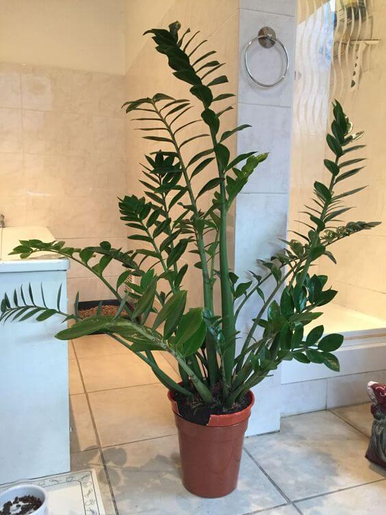 banheiro com zamioculcas