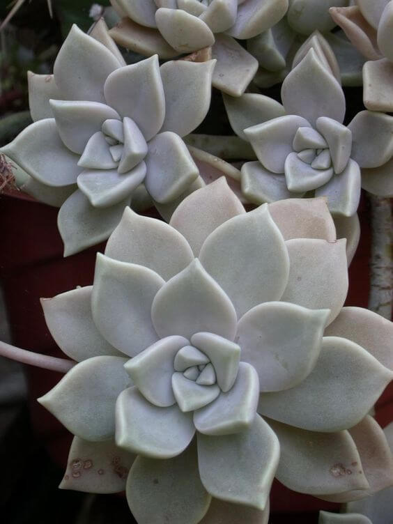 Planta Fantasma