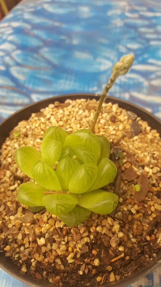 Planta Aortia