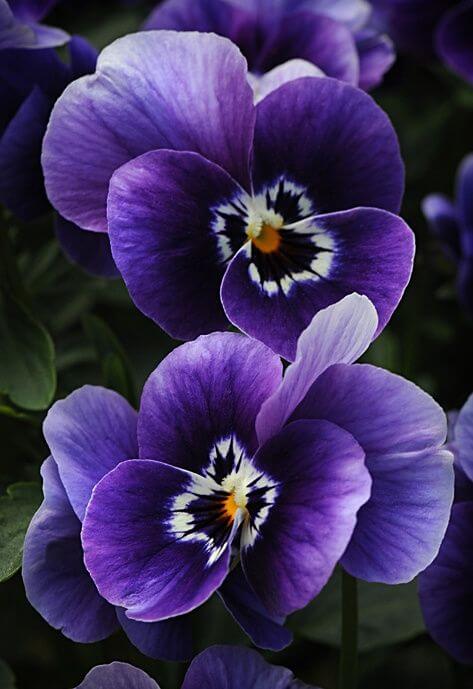 Planta Violeta