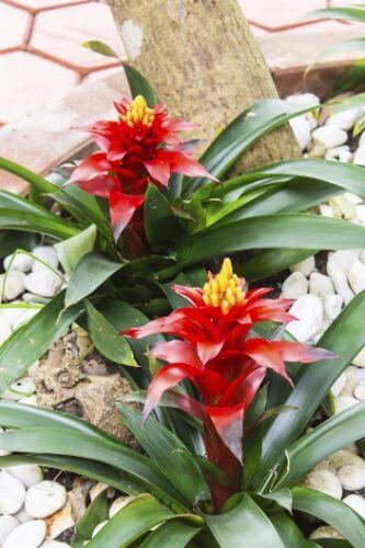 Planta Bromélia