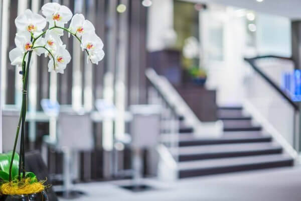 Orquídeas em ambiente interno