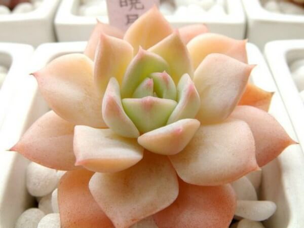 Planta Echeveria