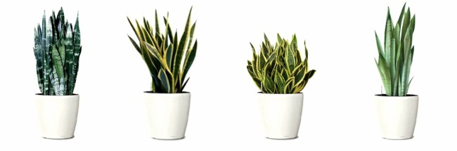 Tipos de plantas para ambientes fechados e escuros