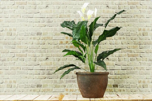 Plantas que purificam o ar
