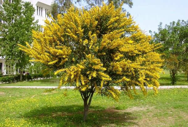 Árvores pequenas para jardim