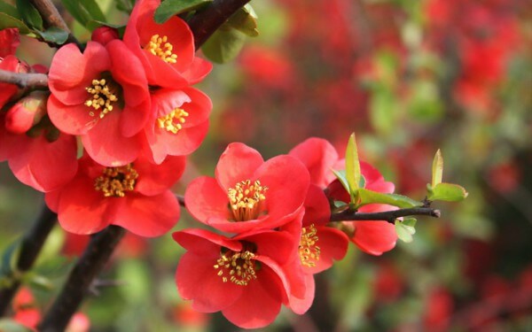 Begônia é uma flor resistente ao sol