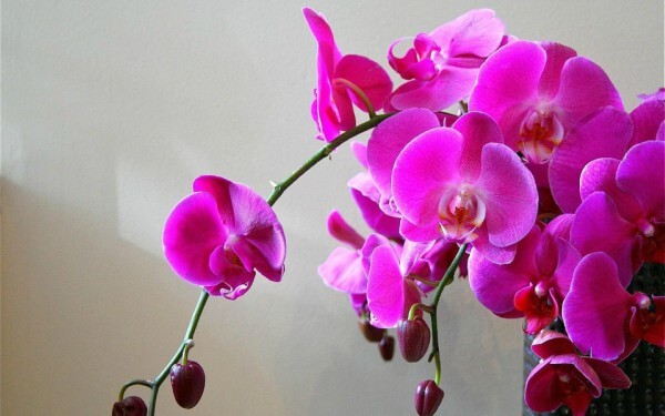 Como plantar orquíideas
