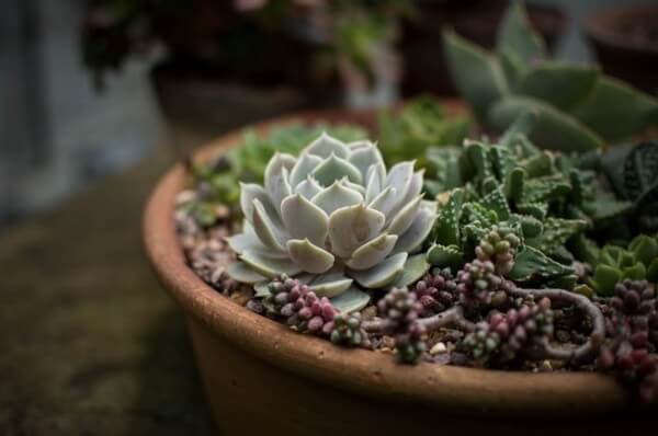 minijardim de suculentas