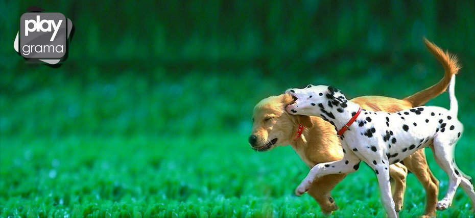 Grama Artificial para Cachorro