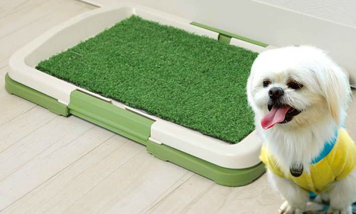 cantinho ideal para cachorro