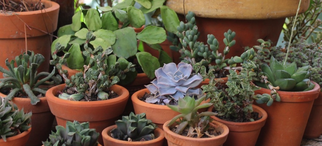 Jardim de Suculentas