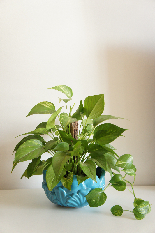 Planta Jiboia em vaso azul
