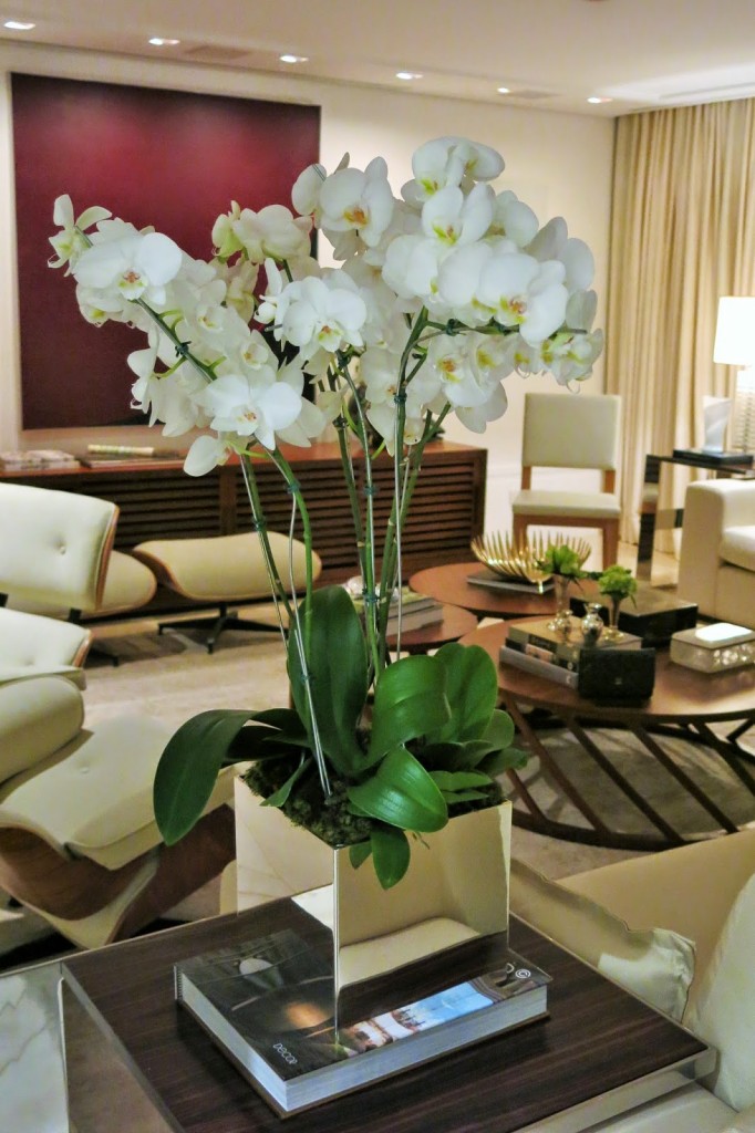 Flor Orquídea para dentro de casa