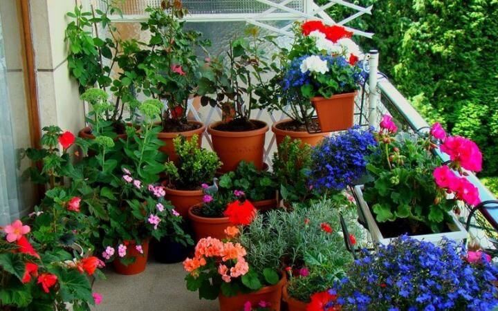 plantas coloridas no jardim da varanda