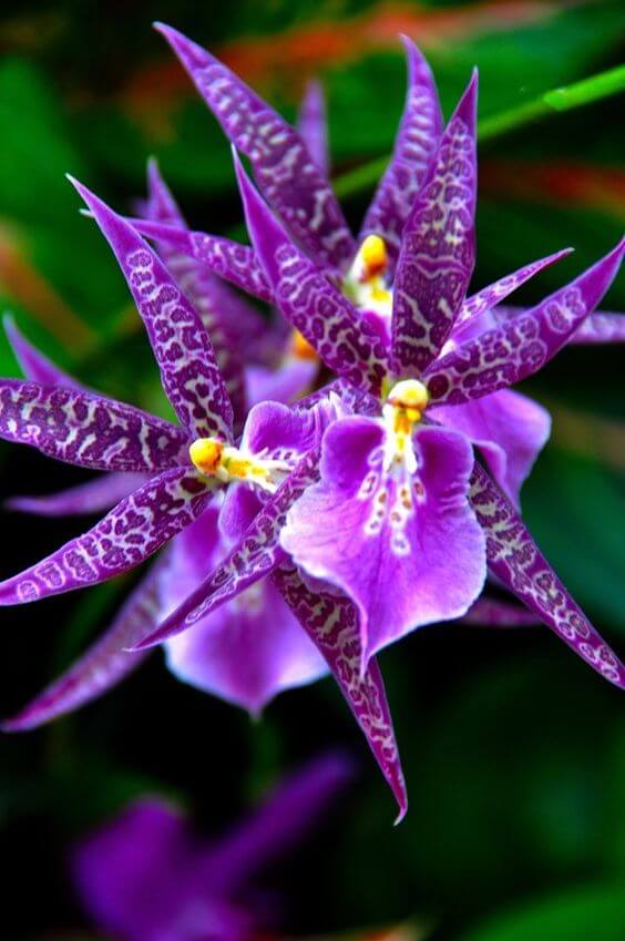 Planta Orquídea