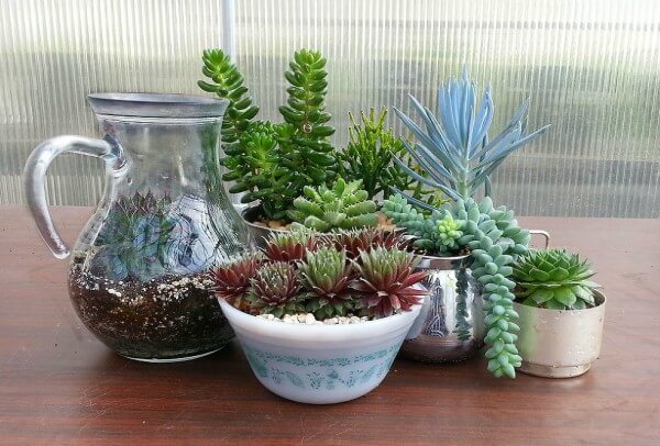Plantas para sombra