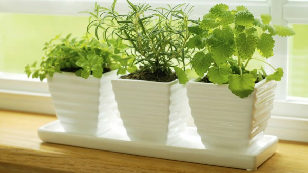 Plantas para vasos pequenos