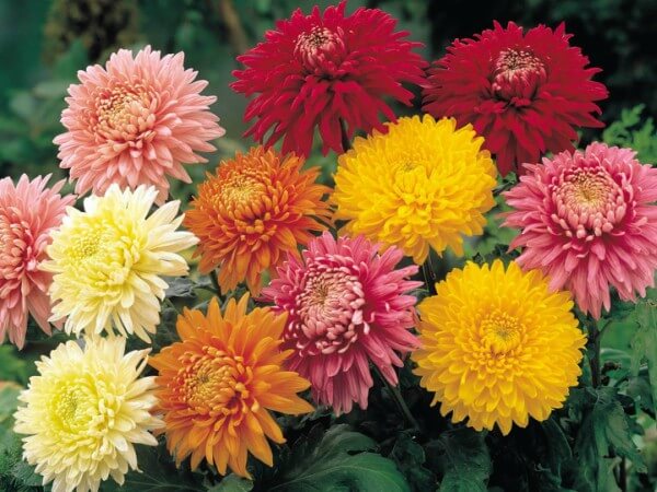 5 Flores Fáceis de Cuidar para Ter em Casa | Blog Playgrama 5 Flores Fáceis de Cuidar para Ter em Casa | Blog Playgrama