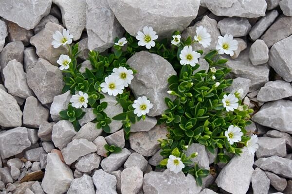 Dicas de jardins pequenos com pedras