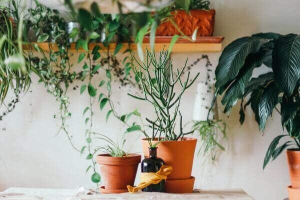 Plantas para apartamento