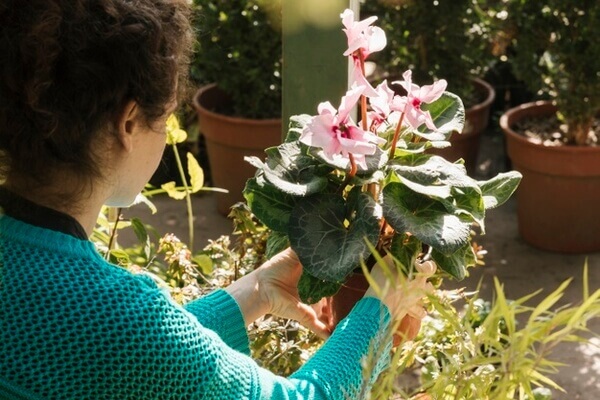 Flores de verão