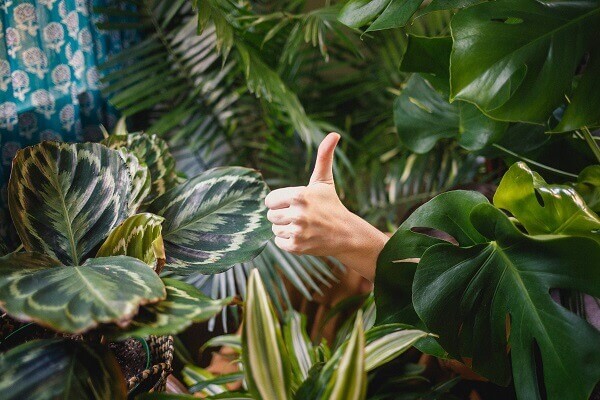 conheça 3 dicas para cuidar das plantas durante a viagem