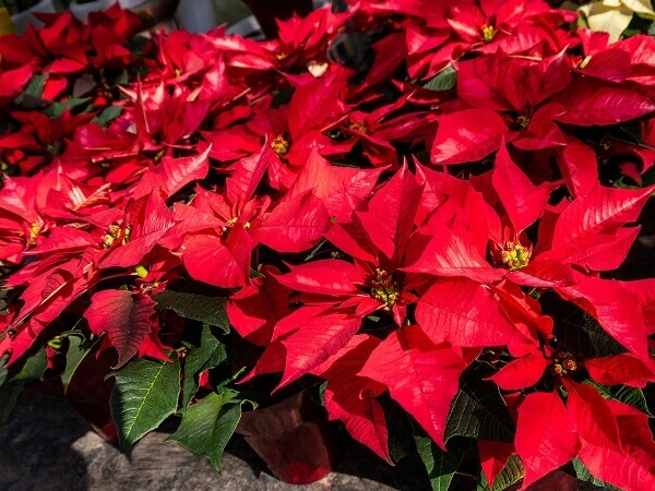 Conheça a flor do natal e saiba como cultivá-la! | PlayGrama Conheça a flor do natal e saiba como cultivá-la! | PlayGrama