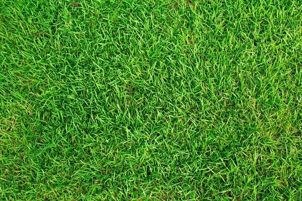 Descubra aqui como escolher uma grama sintética de qualidade para a sua casa!