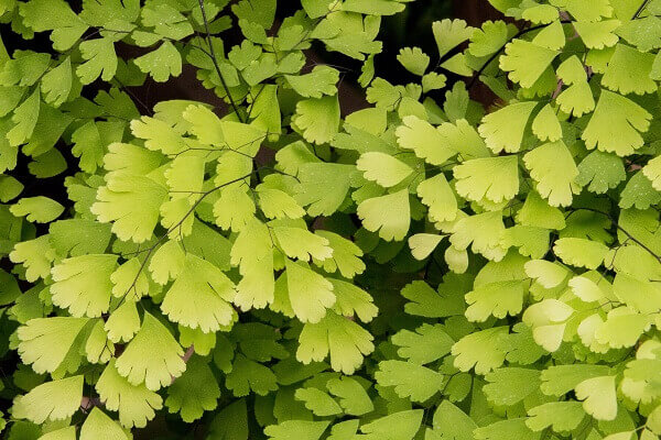 Aspecto natural da avenca