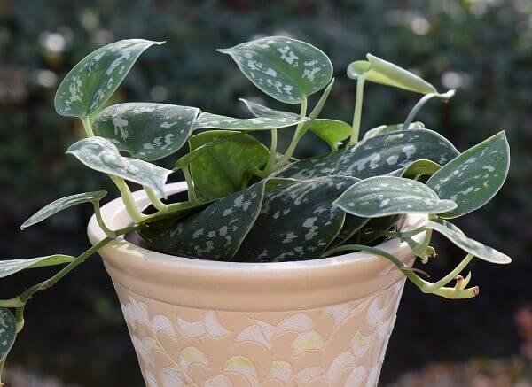 Uma das melhores plantas para colocar no quarto é o filodendo