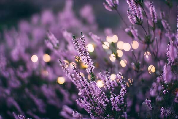 Uma das melhores plantas para colocar no quarto é a lavanda!