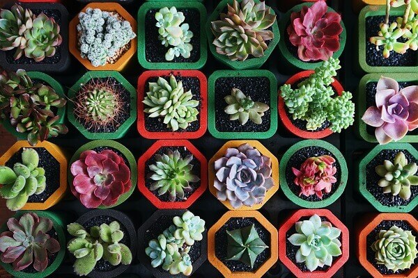 Uma das melhores plantas para colocar no quarto são as suculentas!
